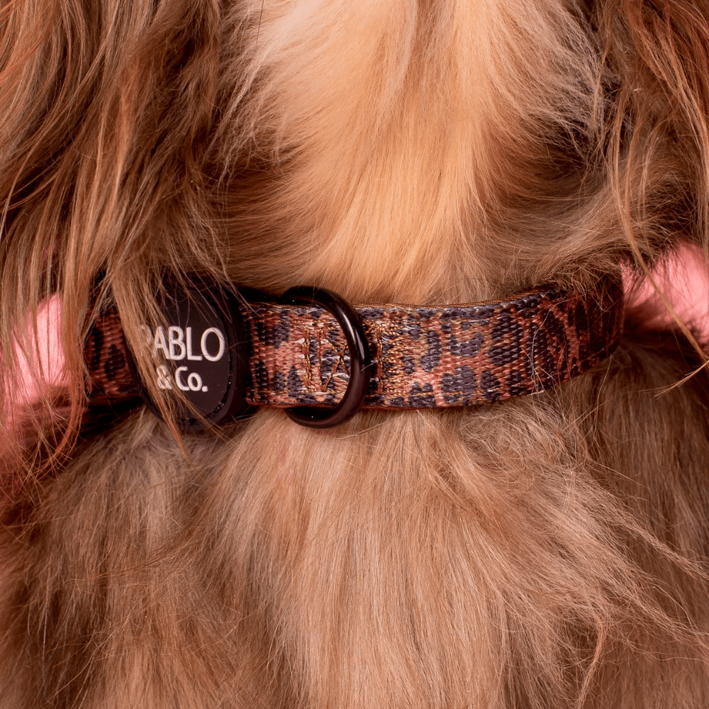 Pablo & Co Leopard Dog Collar - Collars from Pablo & Co at DoggyTopia