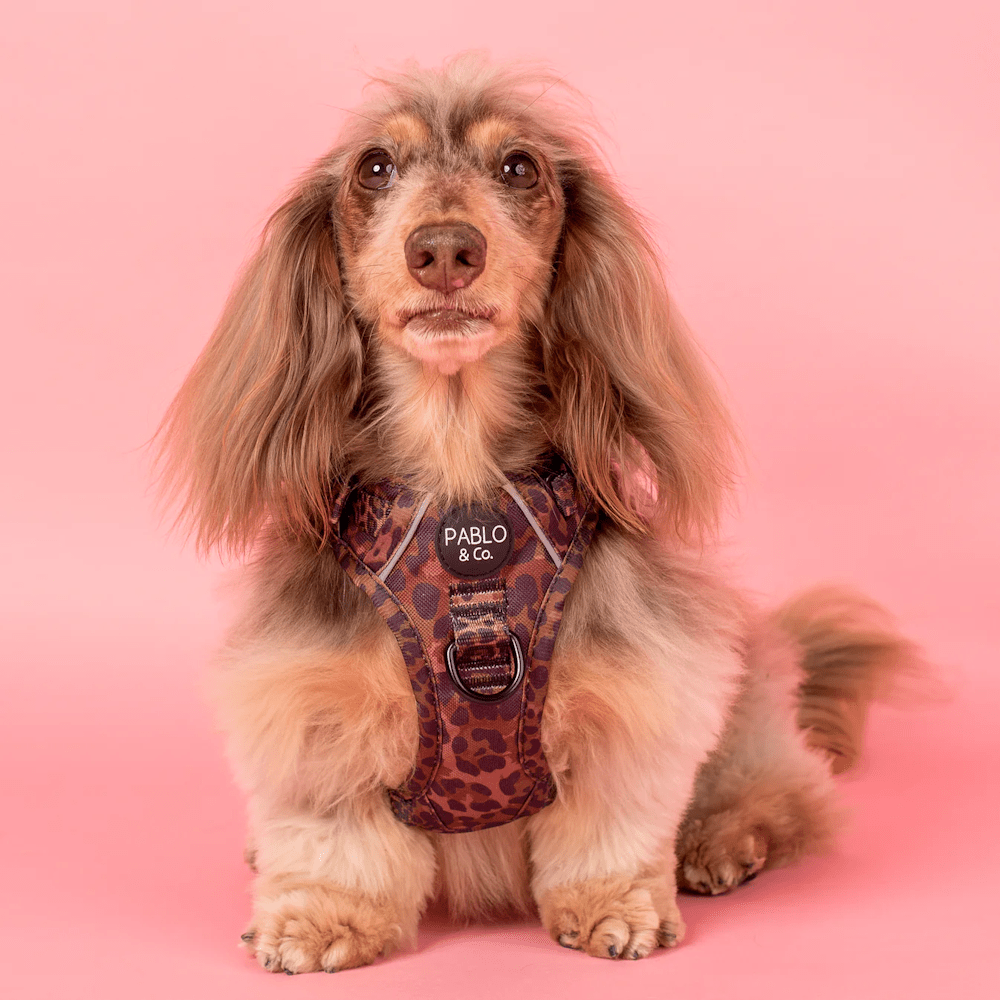 Pablo & Co Leopard No Pull Harness - No Pull Harnesses from Pablo & Co at DoggyTopia