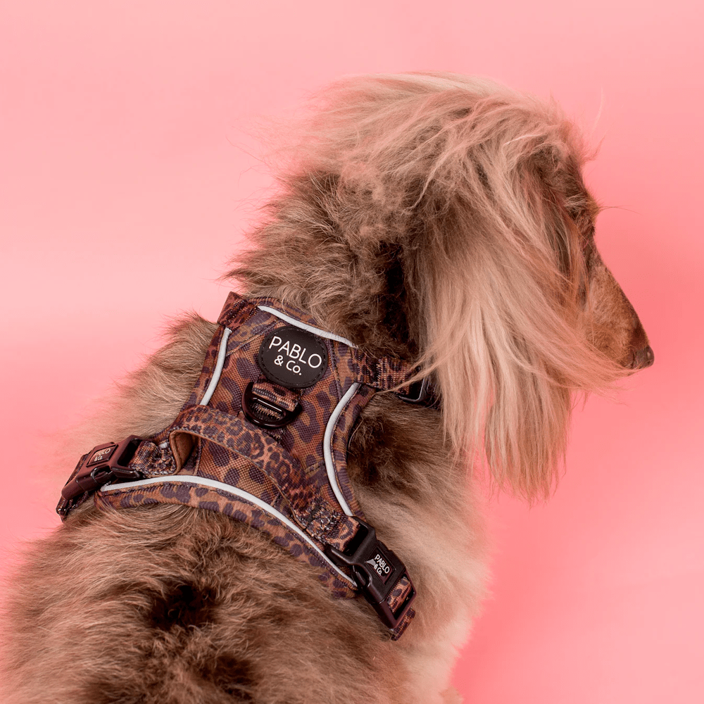 Pablo & Co Leopard No Pull Harness - No Pull Harnesses from Pablo & Co at DoggyTopia