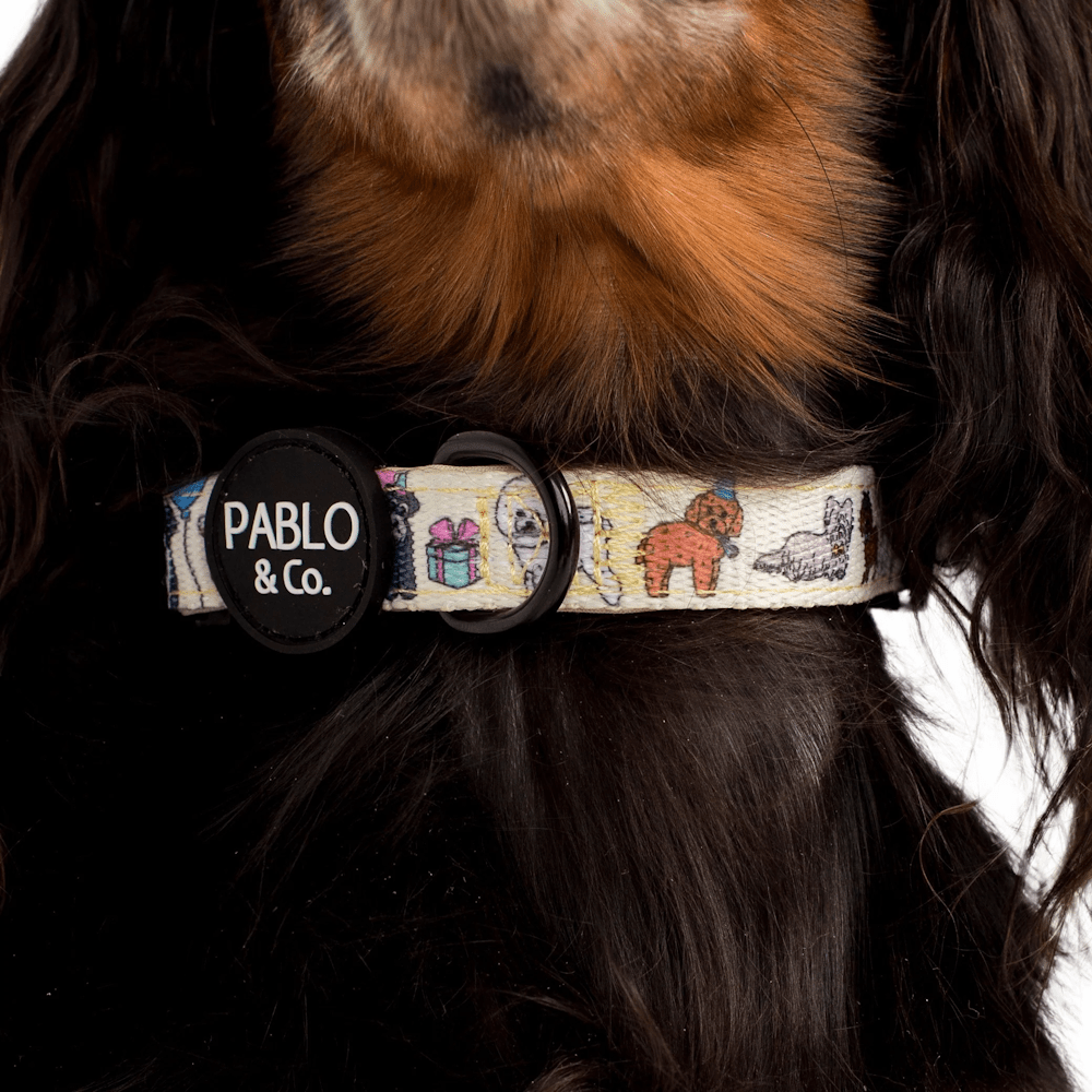 Pablo & Co Party Dawgs Dog Collar - Collars from Pablo & Co at DoggyTopia