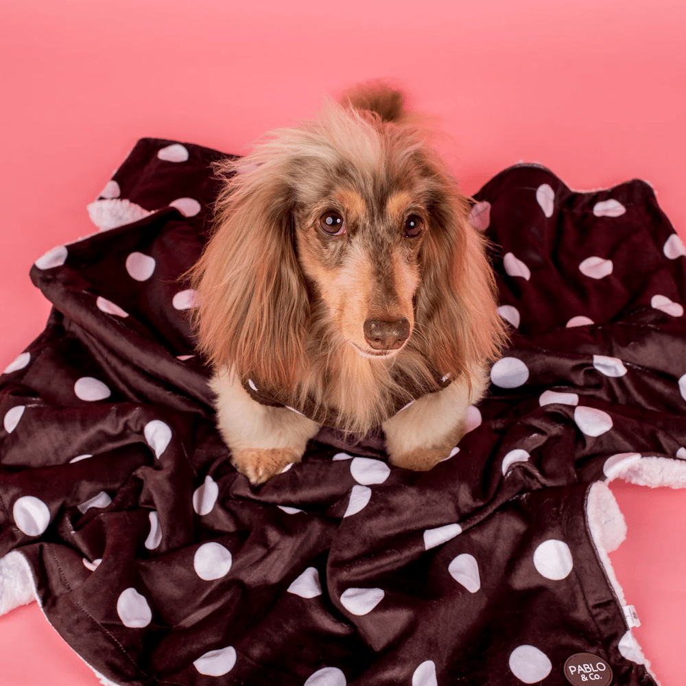Pablo & Co Polka Dots Dog Blanket - Blankets from Pablo & Co at DoggyTopia