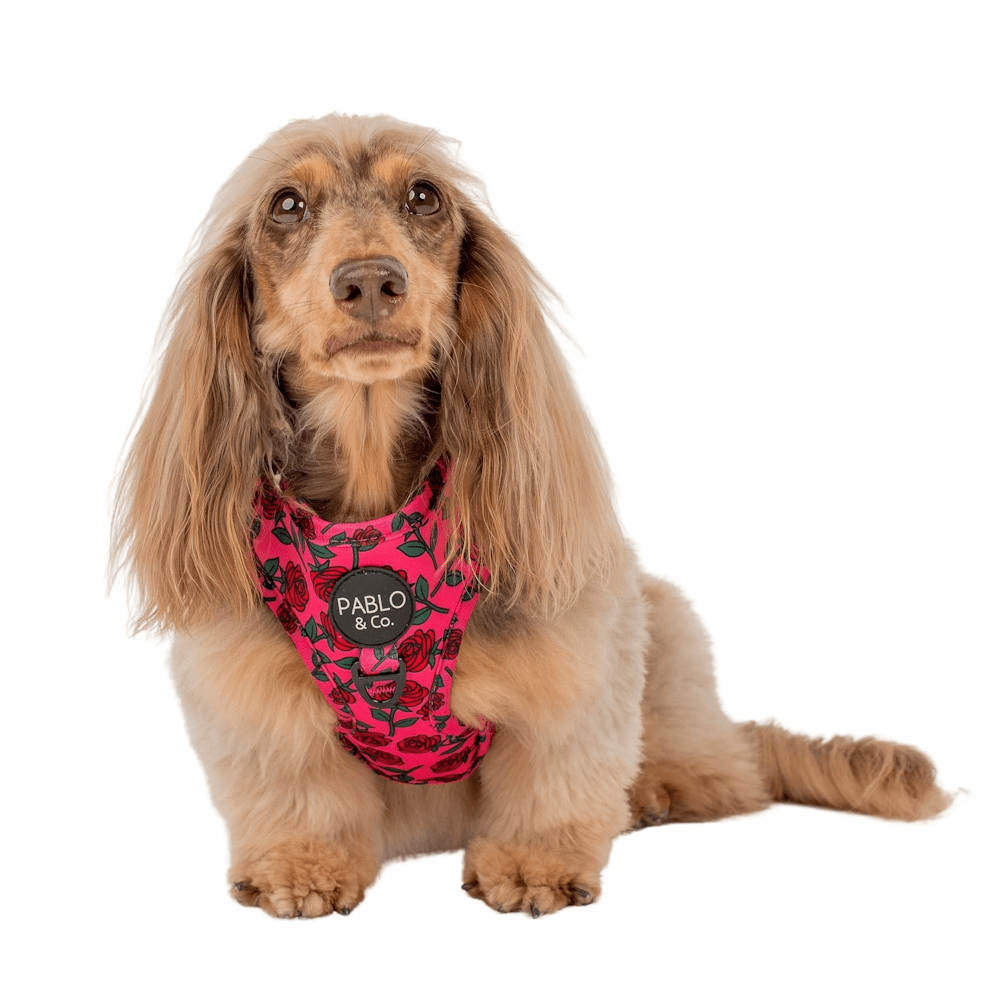 Pablo & Co Rosie Adjustable Harness - Adjustable Harnesses from Sale at DoggyTopia