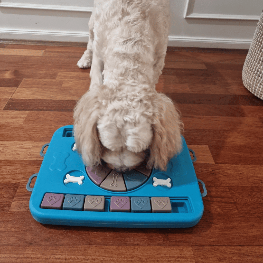 Paws n Bones Dog Treat Puzzle - Puzzles from Sale at DoggyTopia