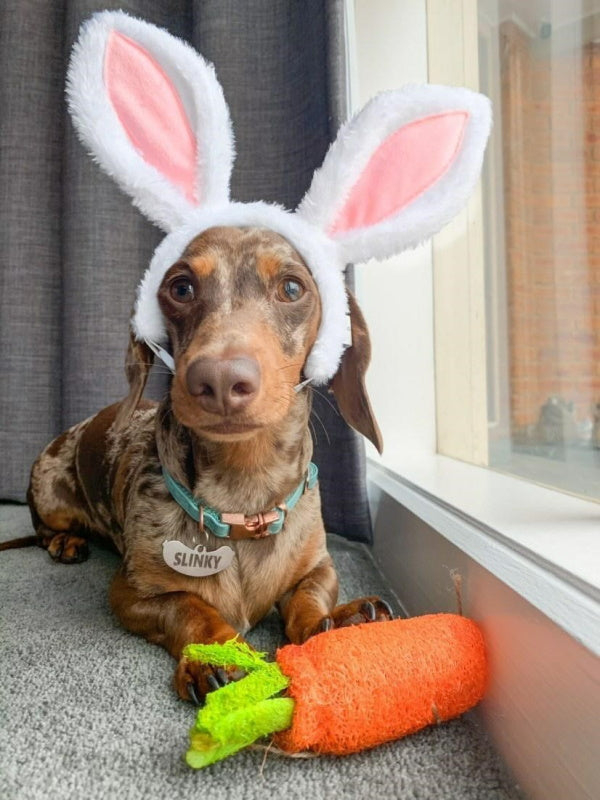 Loofah Carrot Dog ToyDoggyTopia