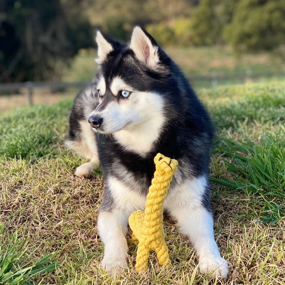 Hippo Rope Dog ToyDoggyTopia