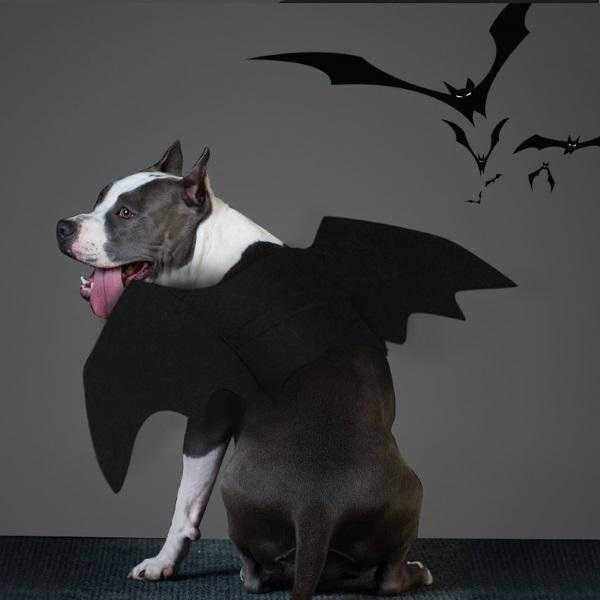 Bat Wings Dog Halloween CostumeDoggyTopia