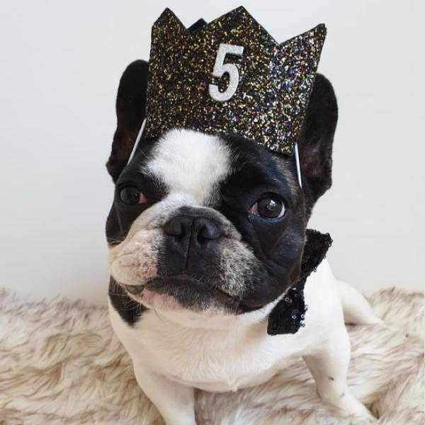Dog Birthday Crown & Bow Tie Collar - Black/gold/multi Custom Age - Dog Party Hats from Sale at DoggyTopia