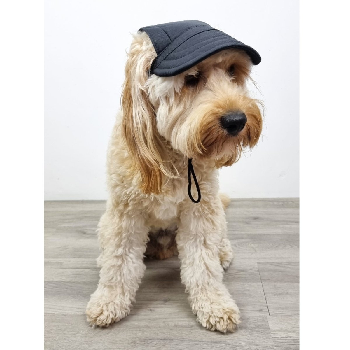 Dog Cap - Black - Dog Hats from . at DoggyTopia