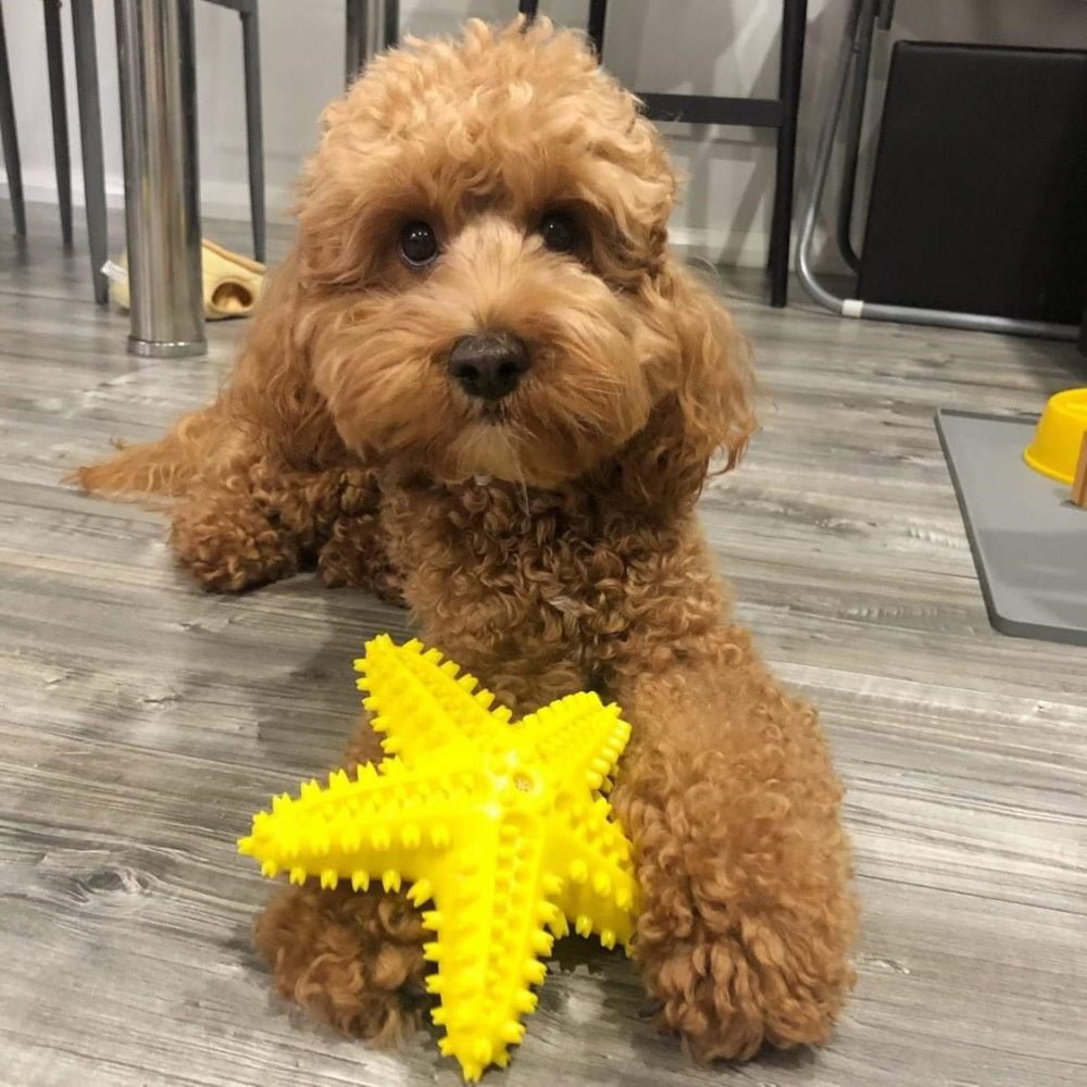 Enrichment Starfish Squeaker Dog Toy - Enrichment Toys from . at DoggyTopia