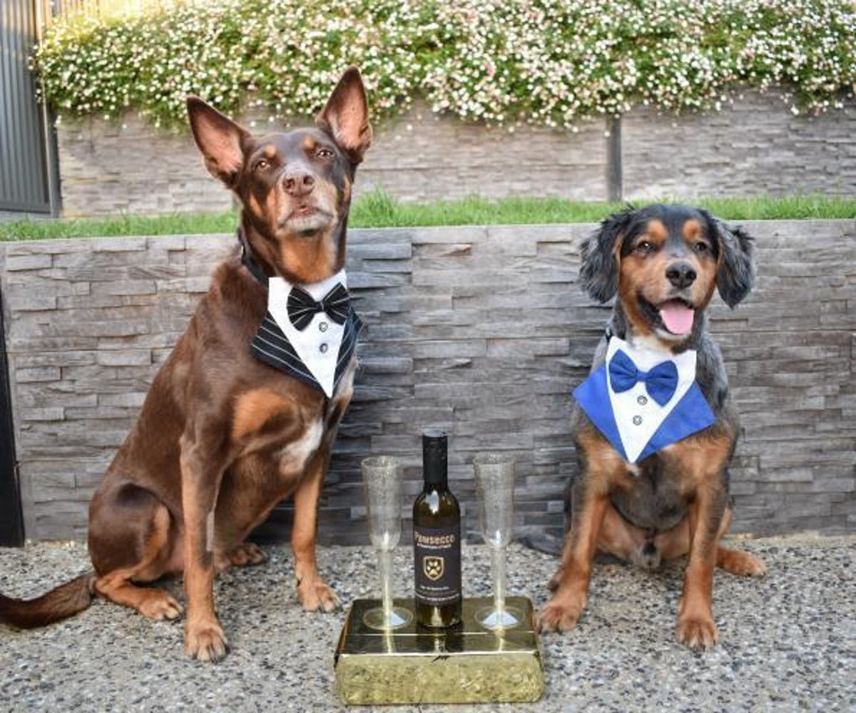 L'Barkery Pawsecco Sparkling Wine Bottle - Beverages from L'Barkery at DoggyTopia