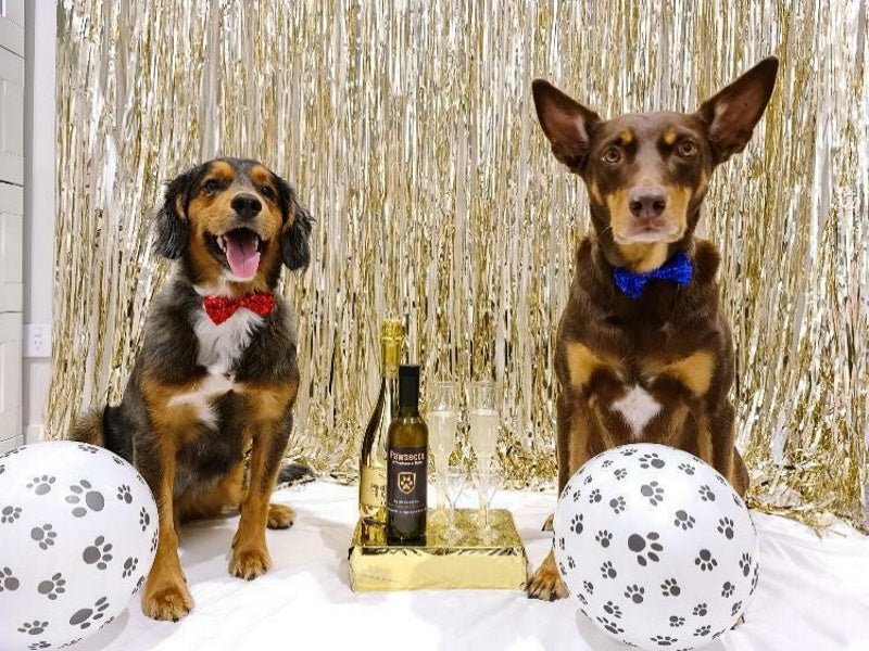 L'Barkery Pawsecco Sparkling Wine Bottle - Beverages from L'Barkery at DoggyTopia