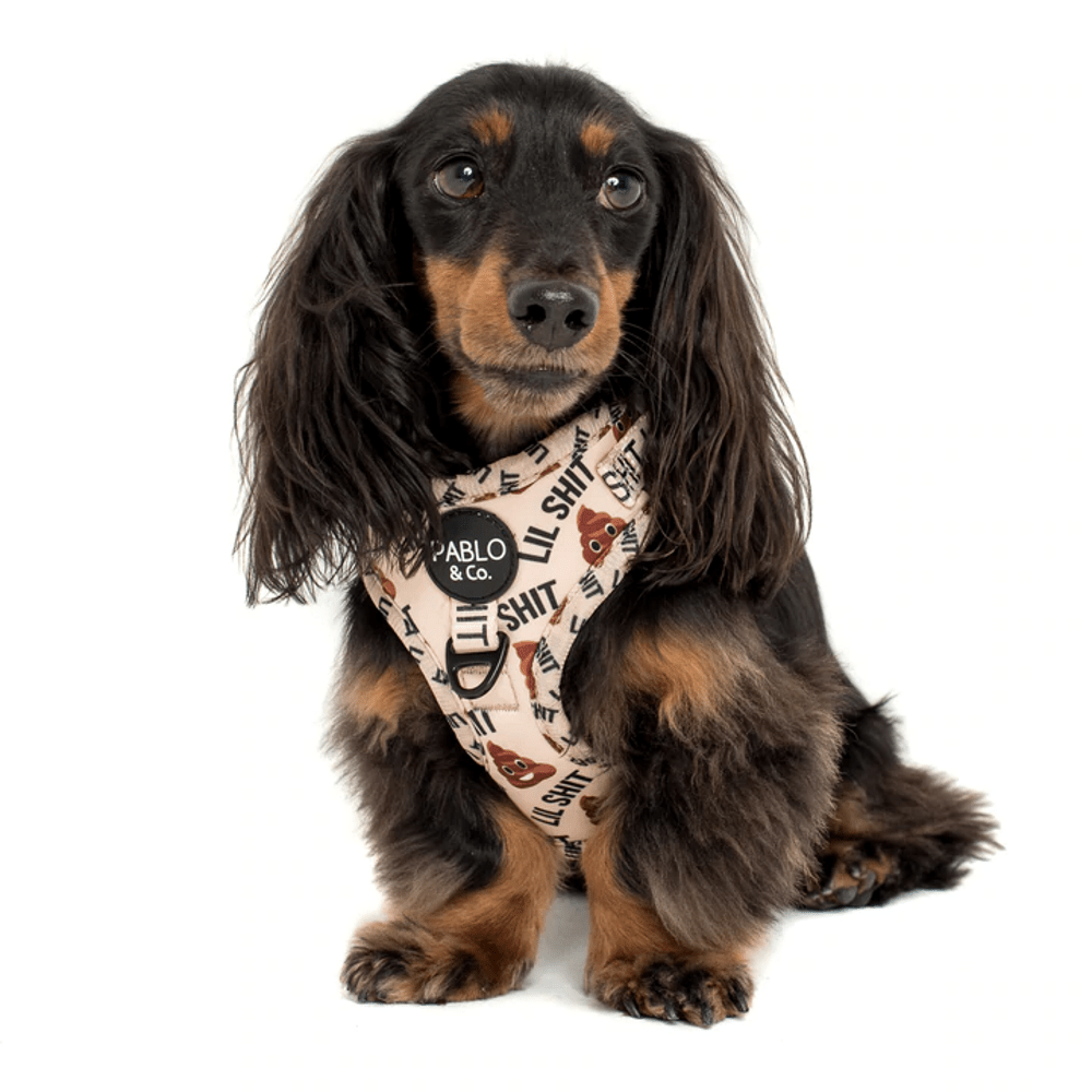 Pablo & Co Lil Shit 2.0: Adjustable Harness - Adjustable Harnesses from Sale at DoggyTopia