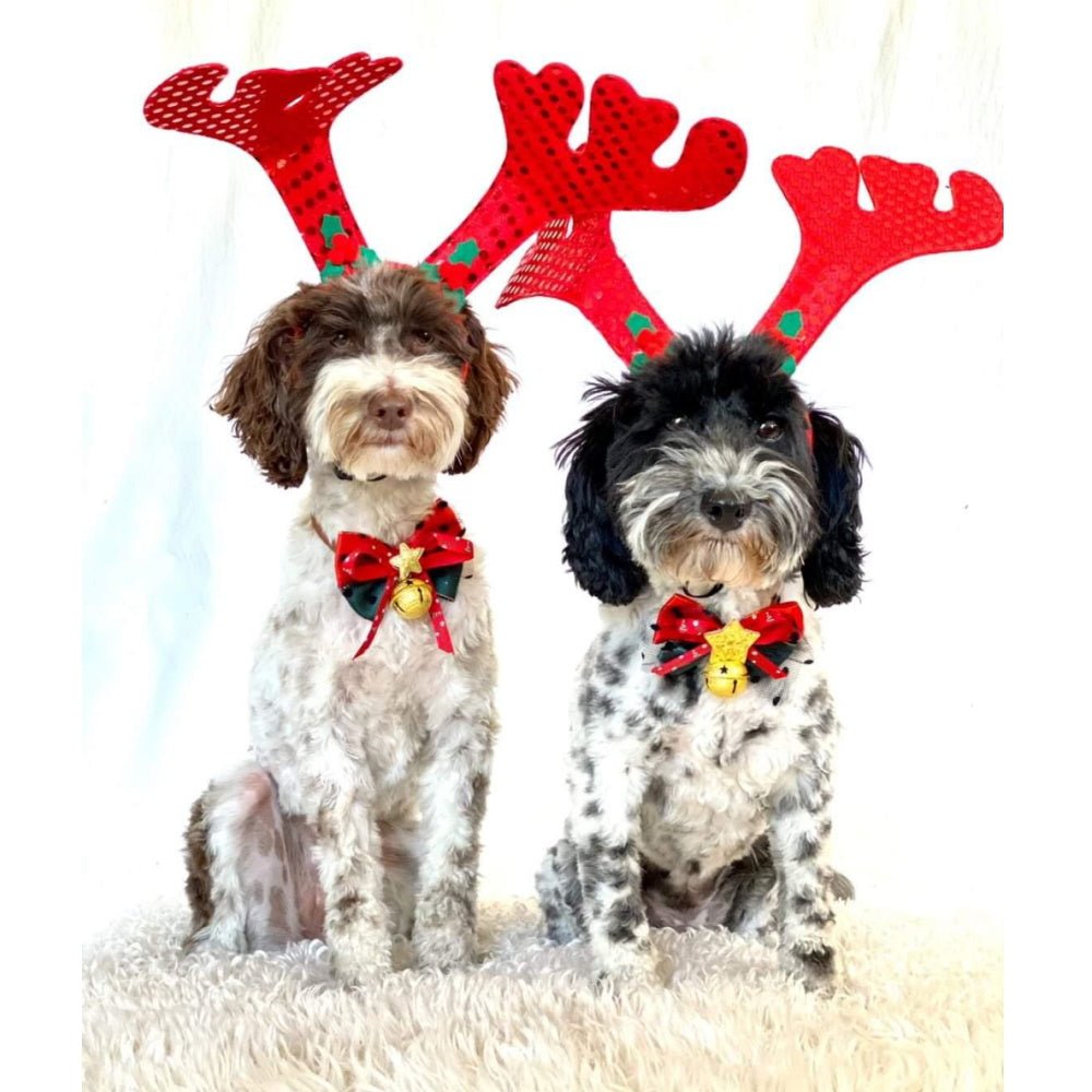Star Bow Knot Christmas Collar - Christmas Collar & Bow Ties from Sale at DoggyTopia